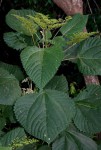 Laportea aestuans