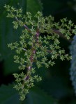 Laportea aestuans