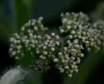 Laportea aestuans