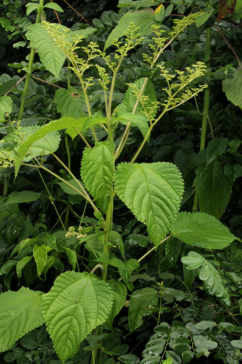Laportea aestuans