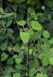 Laportea mooreana