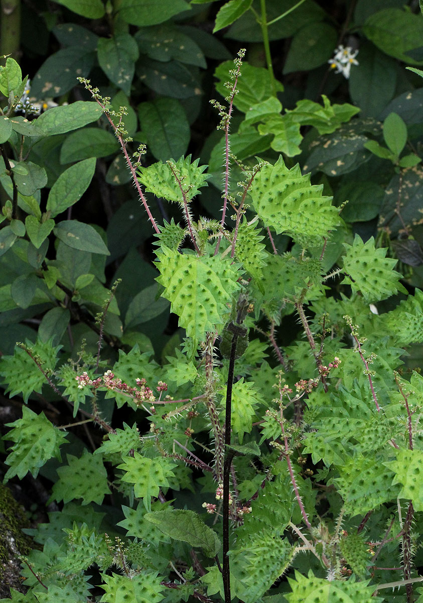 Laportea mooreana