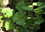 Laportea mooreana