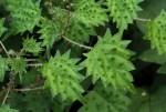 Laportea mooreana