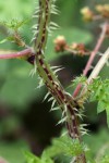 Laportea mooreana