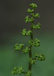 Laportea mooreana