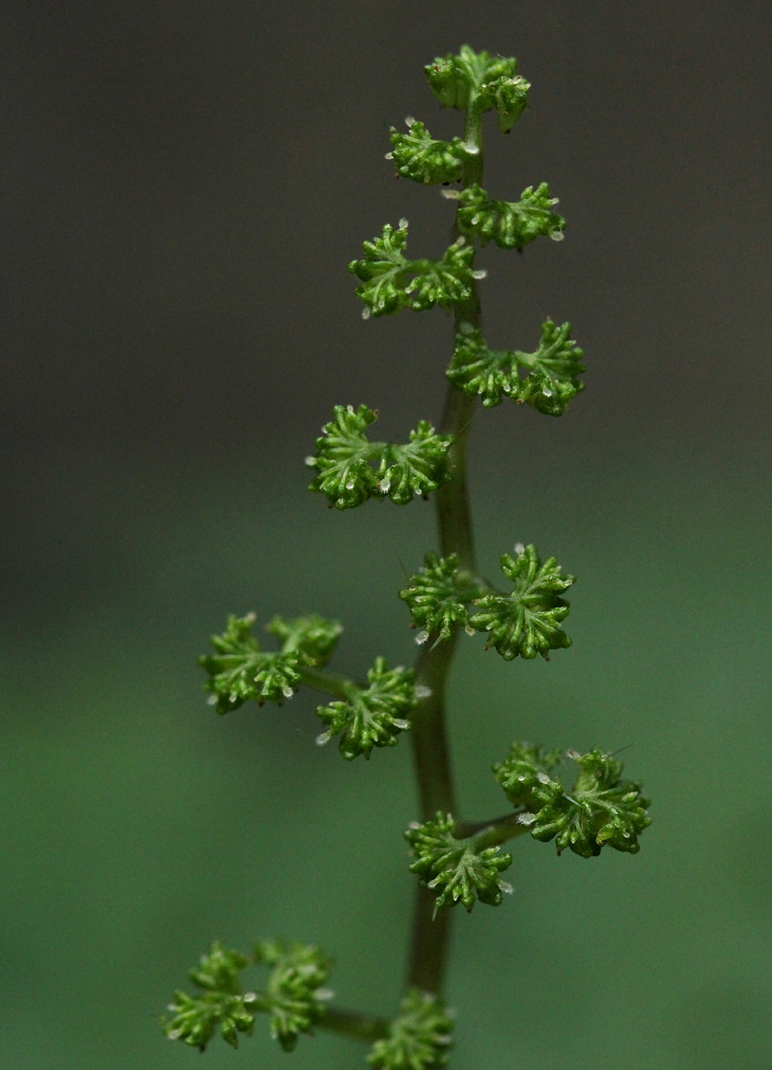 Laportea mooreana