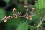 Laportea mooreana