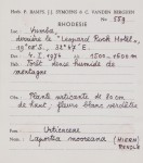 Laportea mooreana