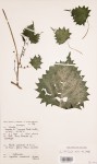 Laportea mooreana