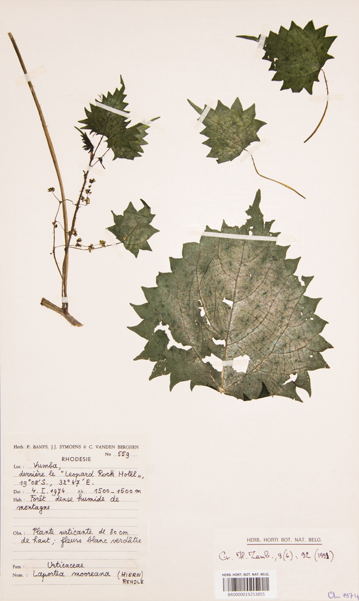 Laportea mooreana