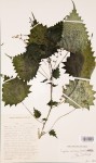 Laportea mooreana