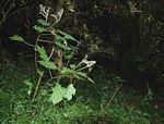 Laportea peduncularis subsp. peduncularis
