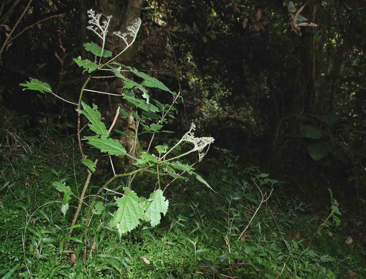Laportea peduncularis subsp. peduncularis