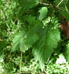 Laportea peduncularis subsp. peduncularis