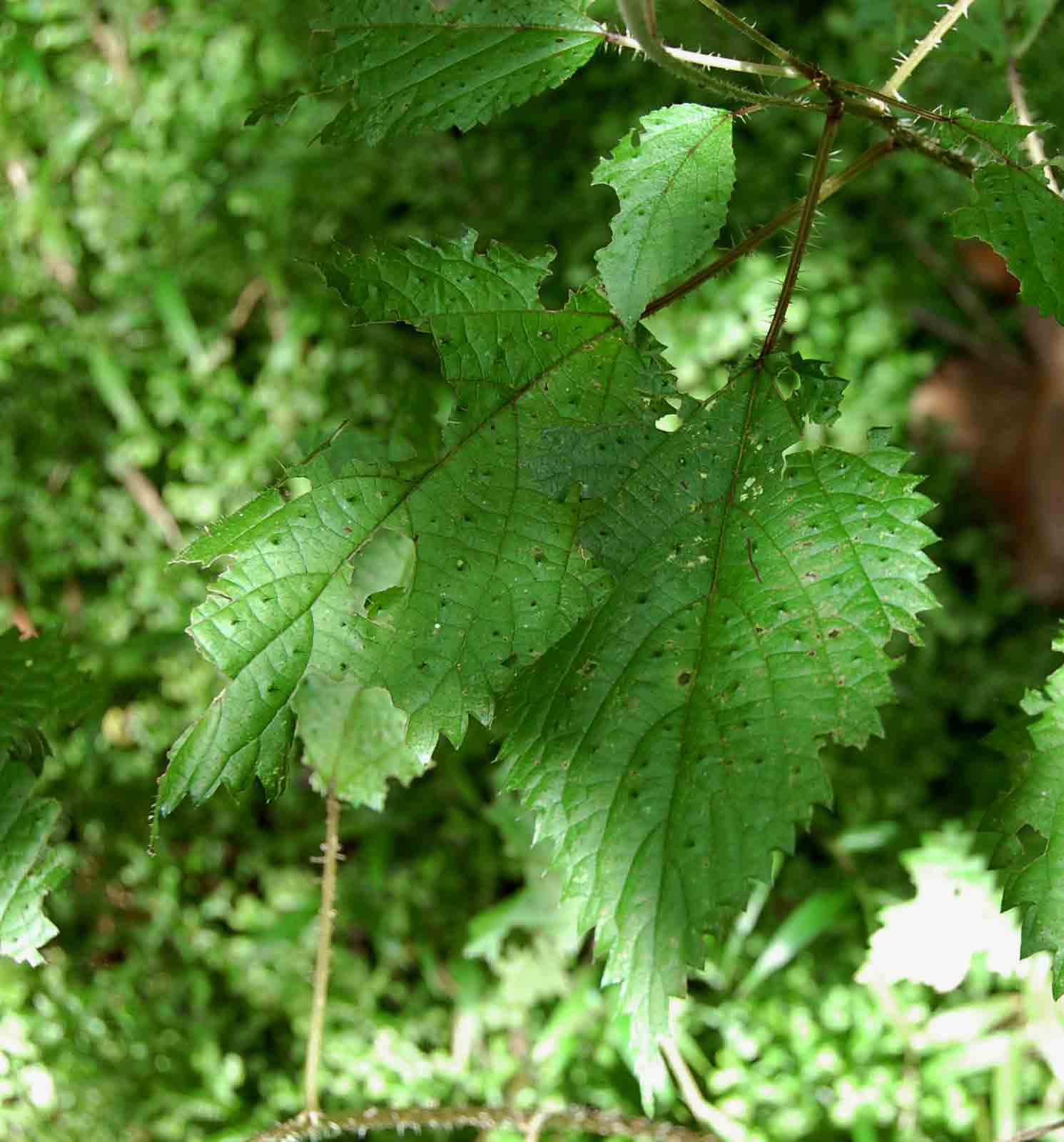 Laportea peduncularis subsp. peduncularis