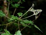 Laportea peduncularis subsp. peduncularis