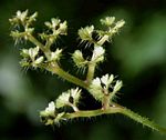 Laportea peduncularis subsp. peduncularis