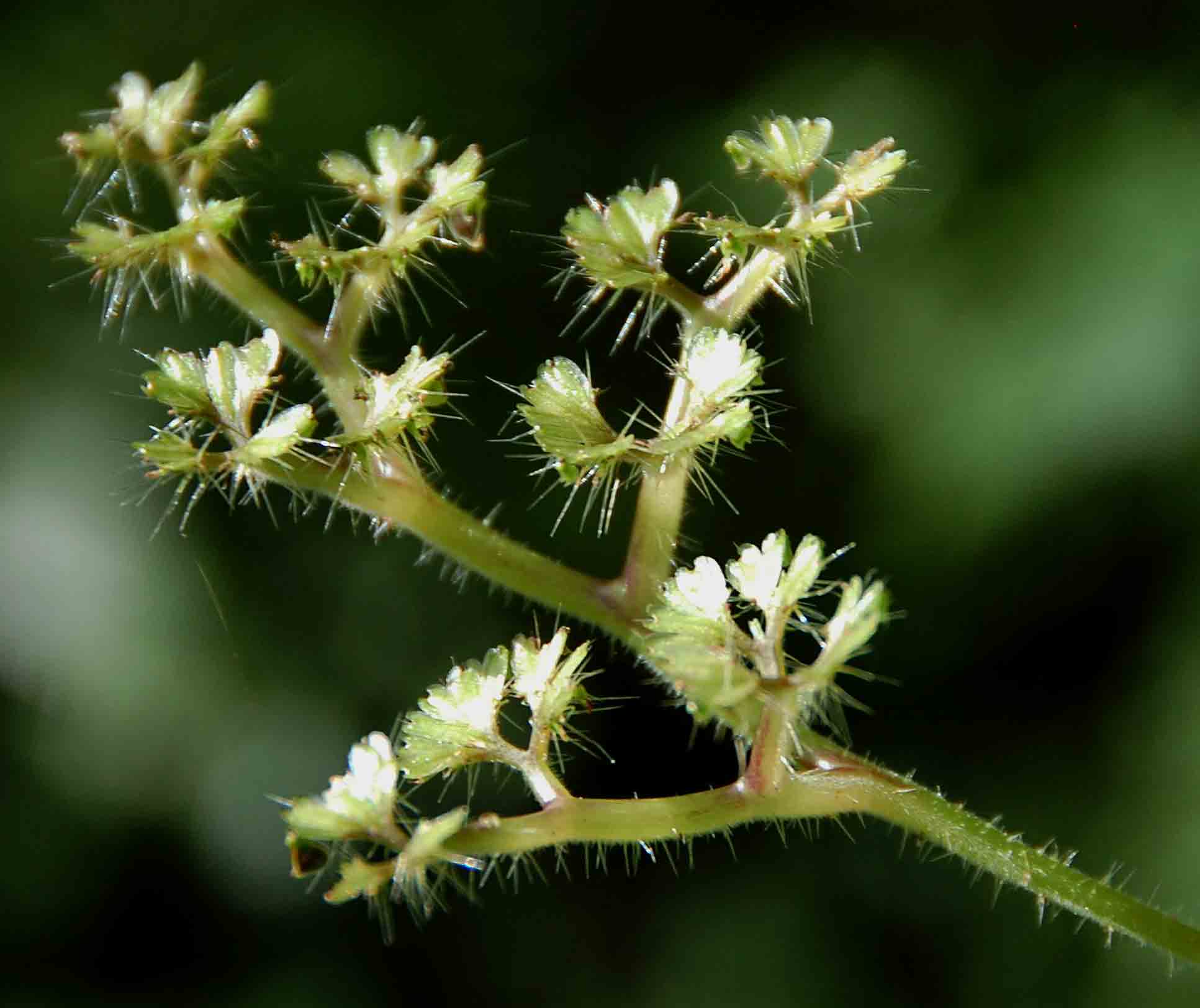 Laportea peduncularis subsp. peduncularis