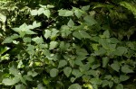 Laportea peduncularis subsp. peduncularis
