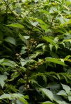 Laportea peduncularis subsp. peduncularis