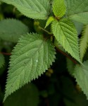 Laportea peduncularis subsp. peduncularis