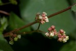 Laportea peduncularis subsp. peduncularis