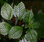 Pilea johnstonii subsp. johnstonii