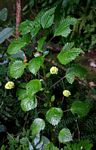 Pilea johnstonii subsp. johnstonii