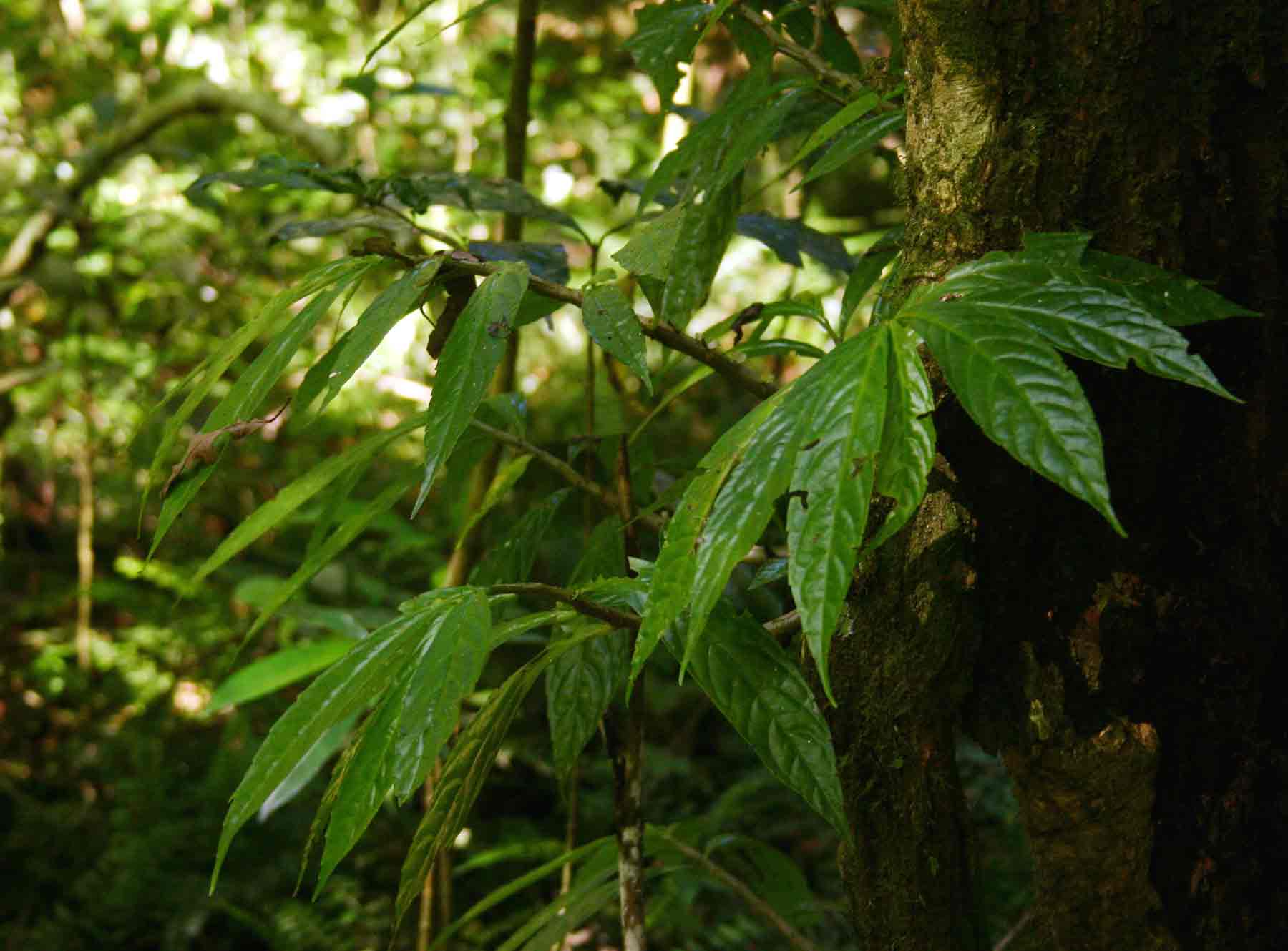 Procris crenata