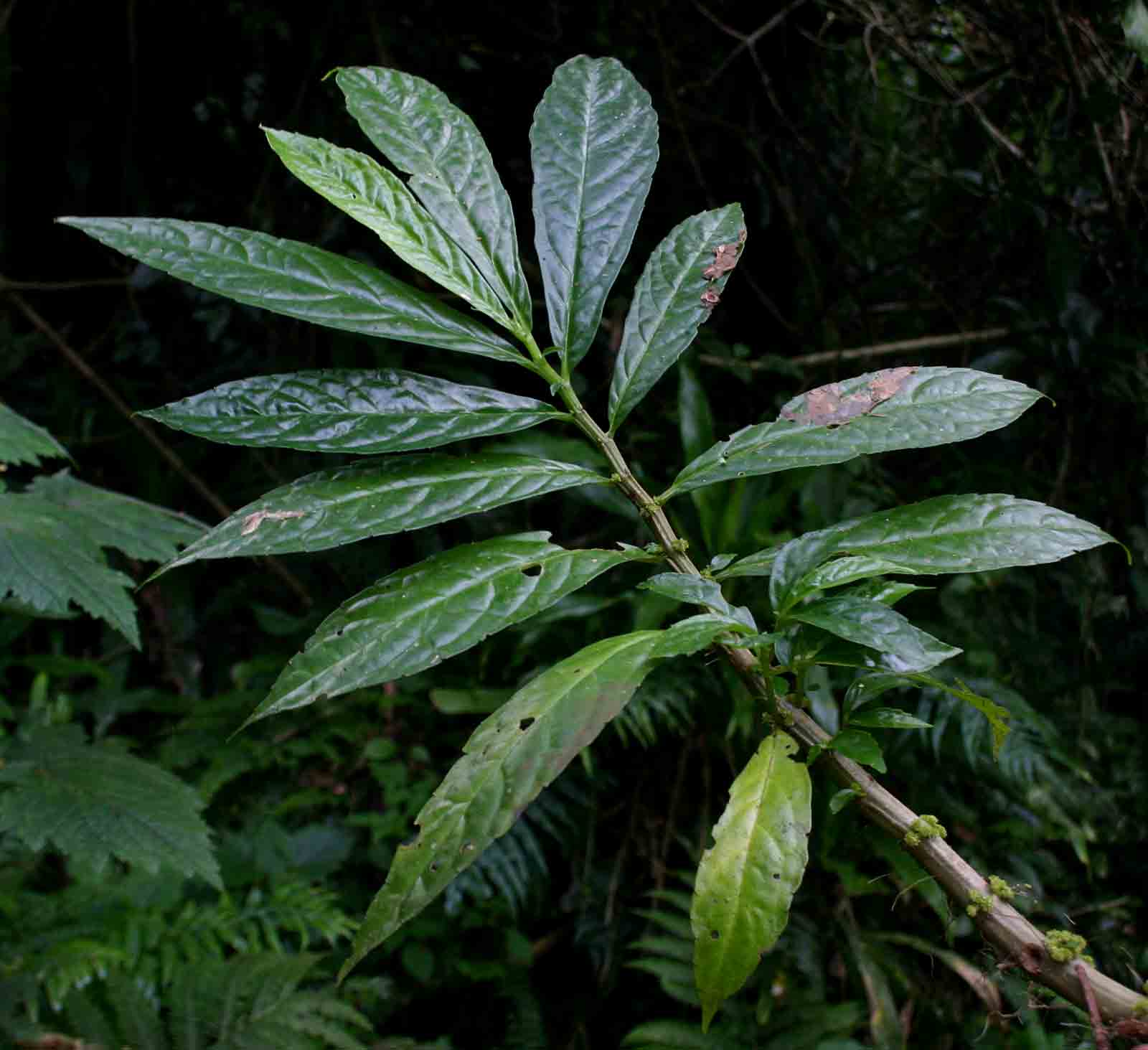 Procris crenata