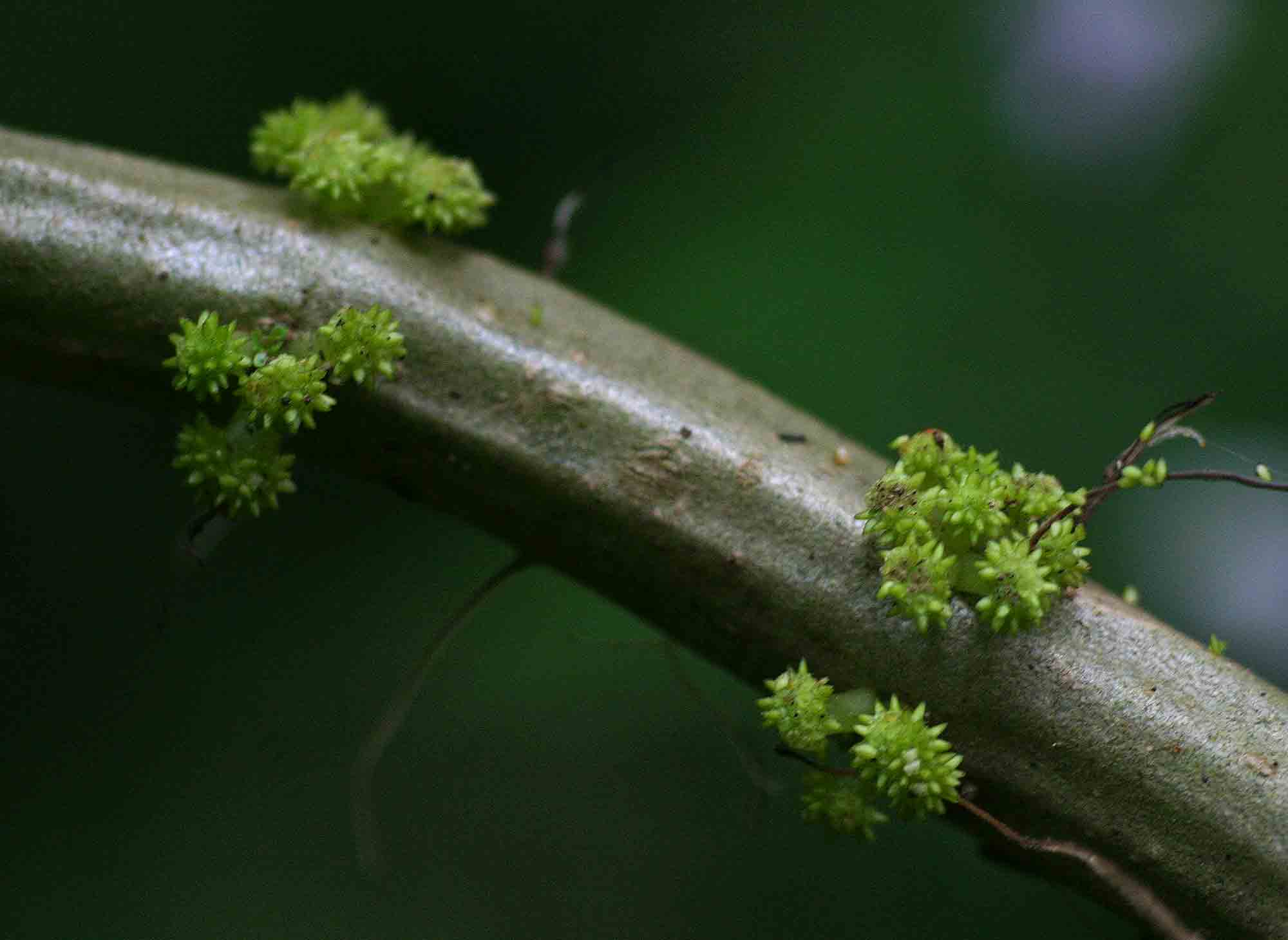 Procris crenata
