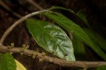 Procris crenata