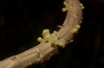 Procris crenata