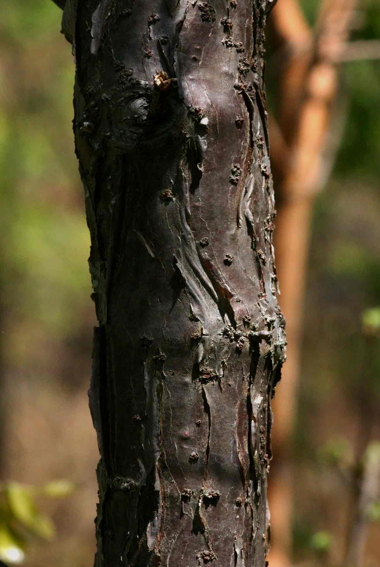 Pouzolzia mixta