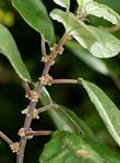 Pouzolzia mixta