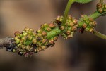 Pouzolzia mixta