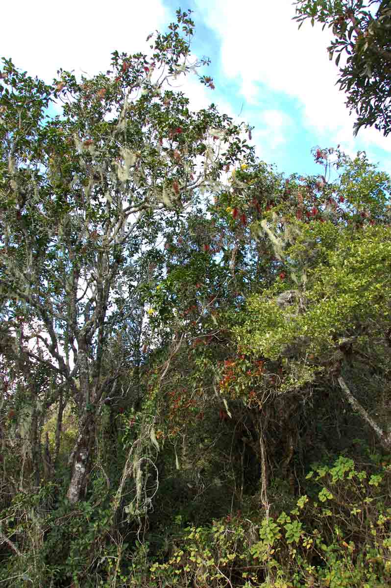 Faurea rubriflora