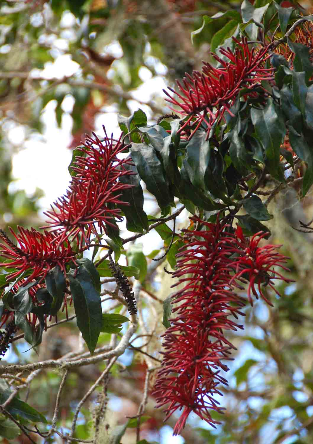 Faurea rubriflora