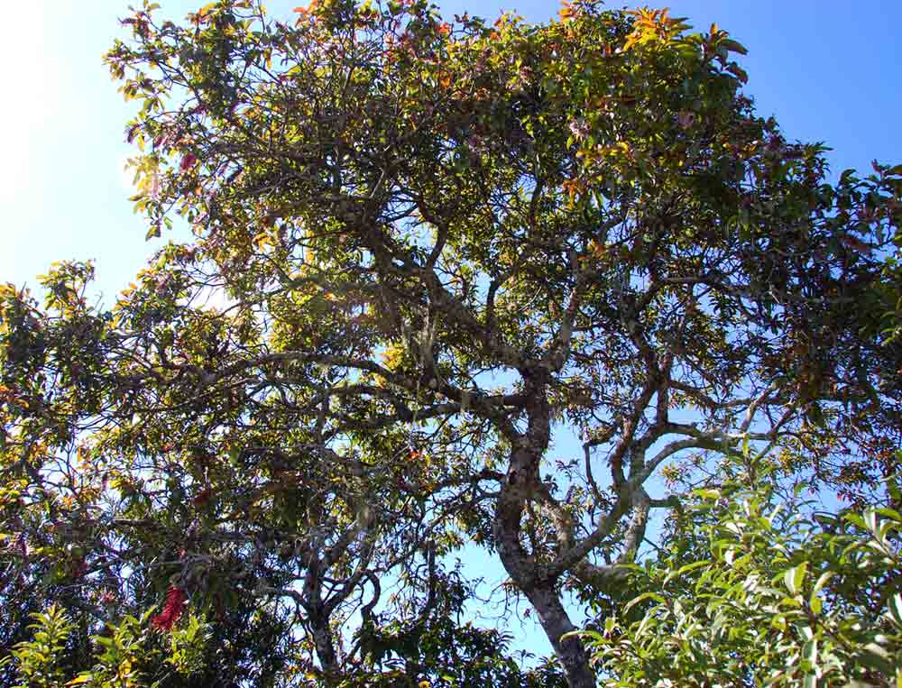 Faurea rubriflora