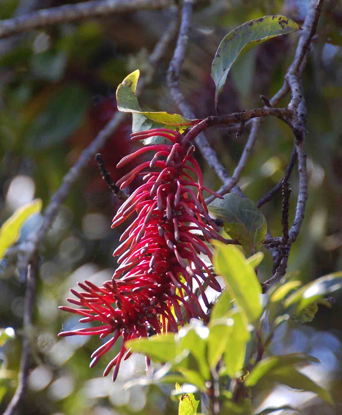 Faurea rubriflora