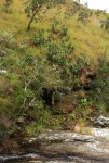 Faurea rubriflora
