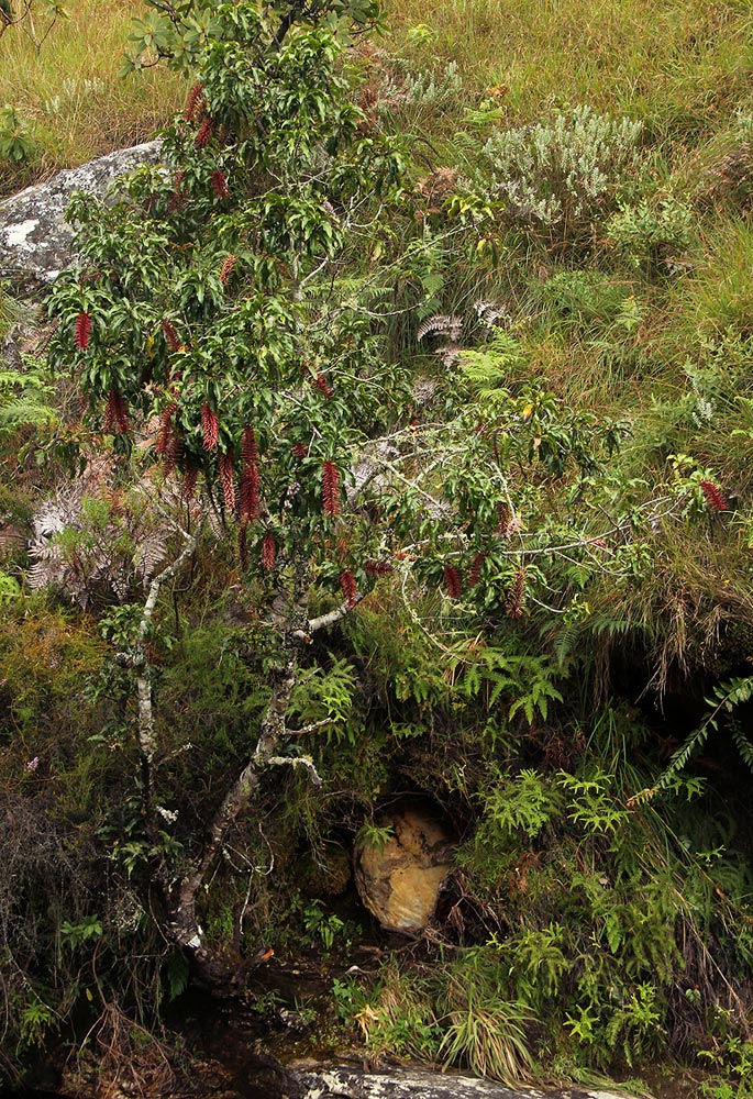 Faurea rubriflora