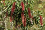 Faurea rubriflora