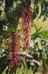 Faurea rubriflora