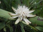 Protea angolensis var. angolensis