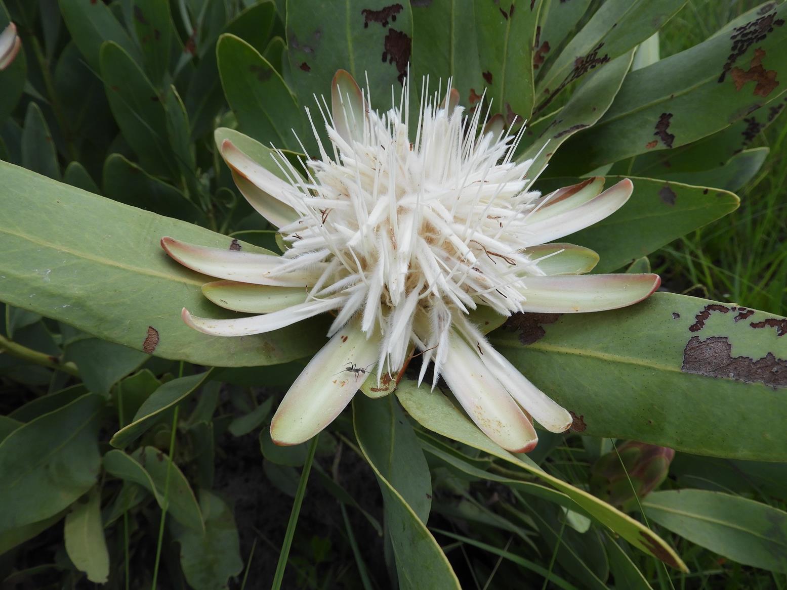 Protea angolensis var. angolensis