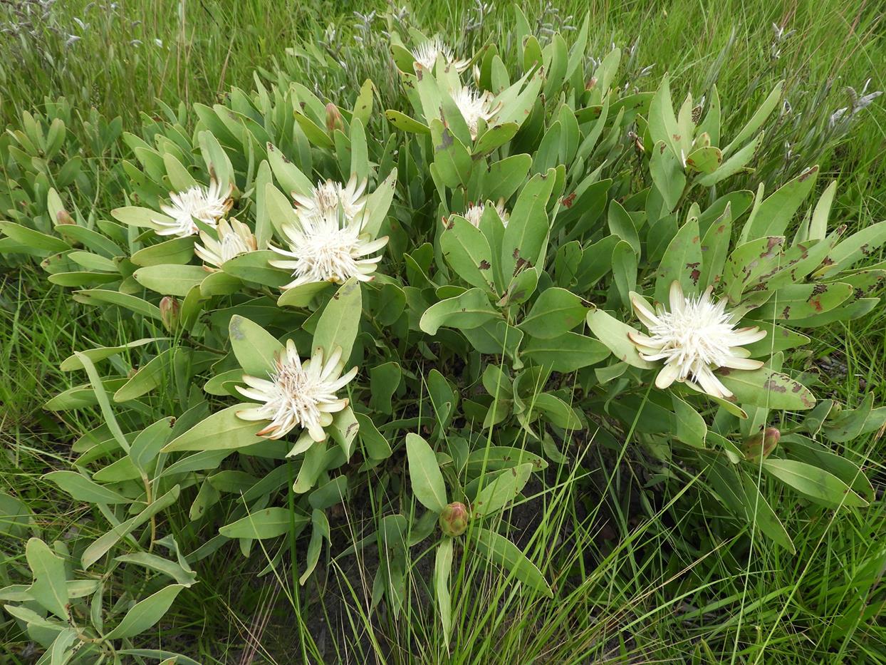 Protea angolensis var. angolensis