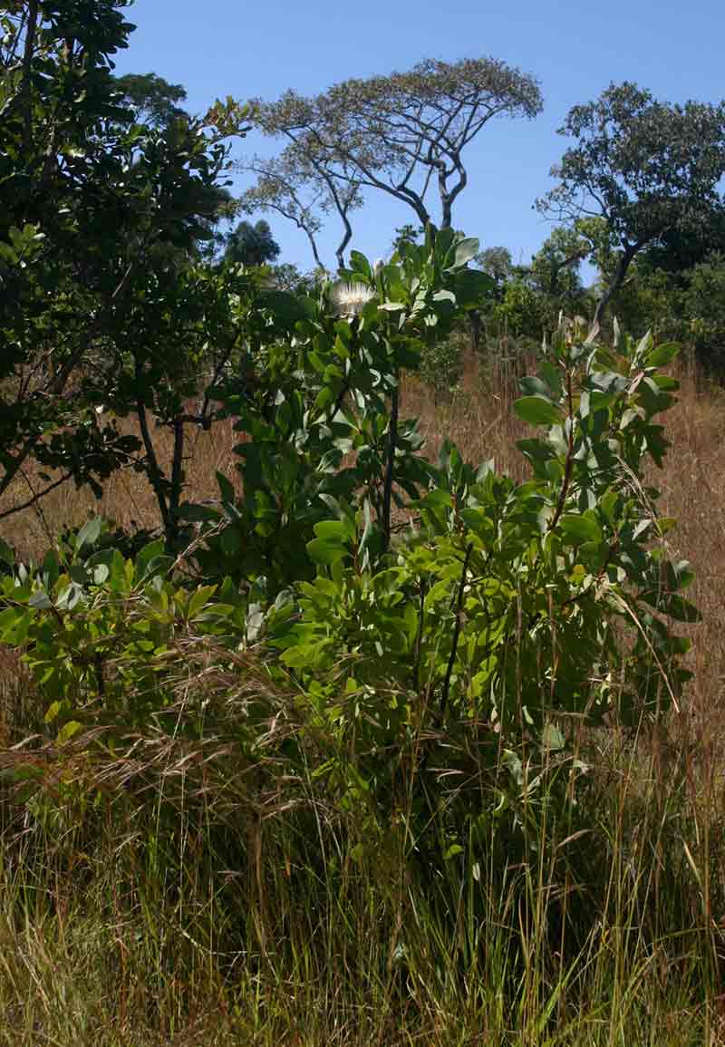 Protea angolensis var. divaricata