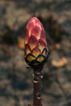 Protea angolensis var. divaricata